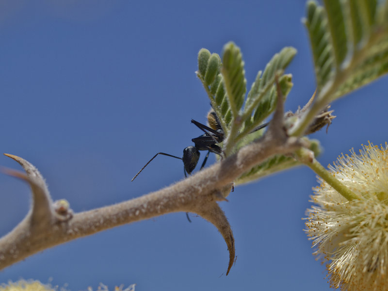 Okonjima, Ant